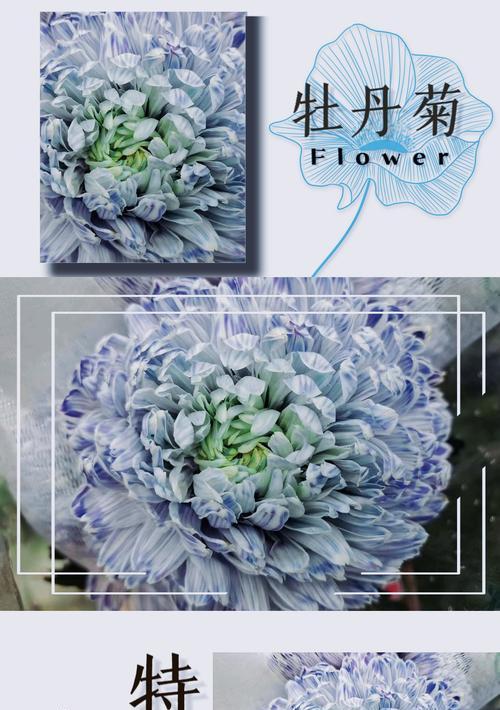牡丹花像菊花的品种是什么？