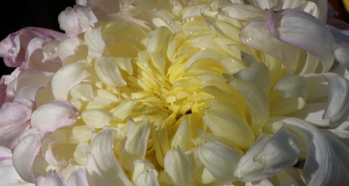 牡丹花像菊花的品种是什么？