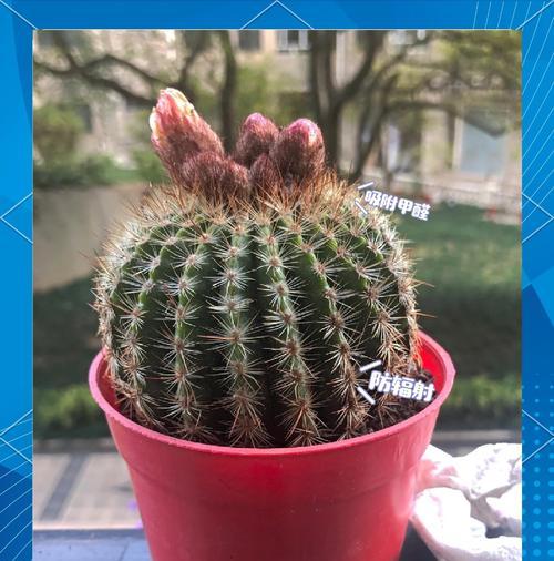 花盆植物仙人球好养吗？怎么养？
