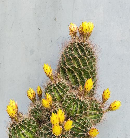 花盆植物仙人球好养吗？怎么养？