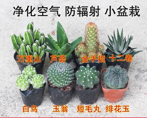 花盆植物仙人球好养吗？怎么养？
