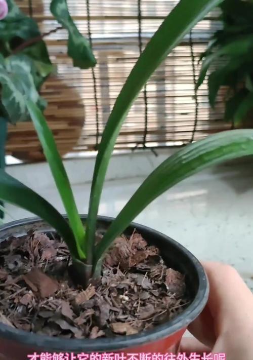 君子兰金刚红几叶开花了？怎么办？