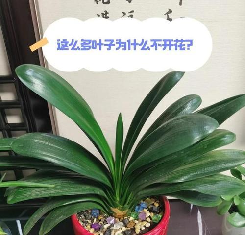 君子兰金刚红几叶开花了？怎么办？