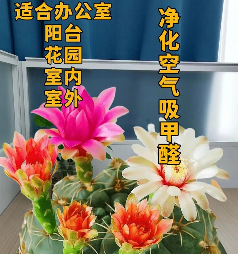 石头仙人球盆栽的养护方法是什么？