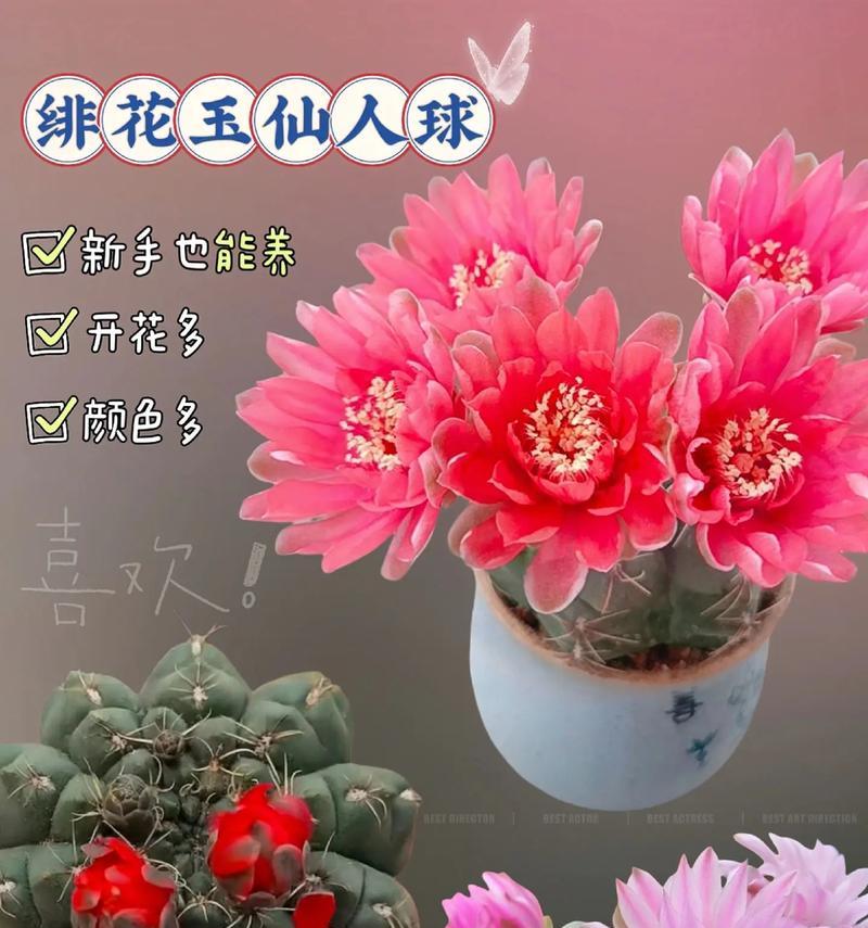石头仙人球盆栽的养护方法是什么？