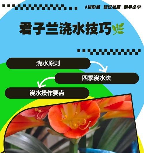 君子兰叶扦插水培多久能生根？