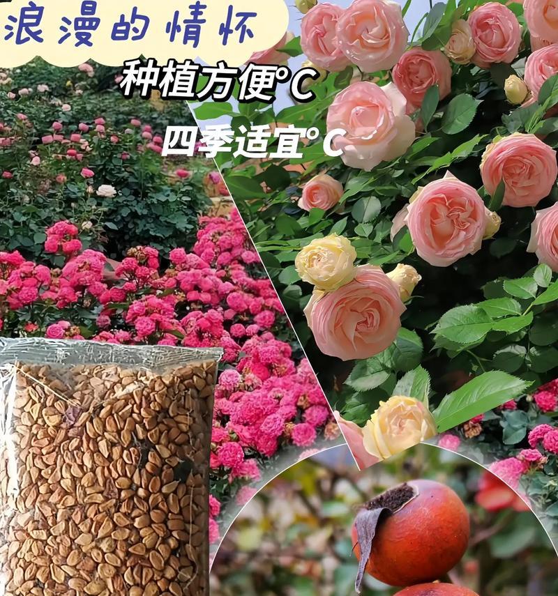 玫瑰花培育种子怎么种植？需要注意什么？