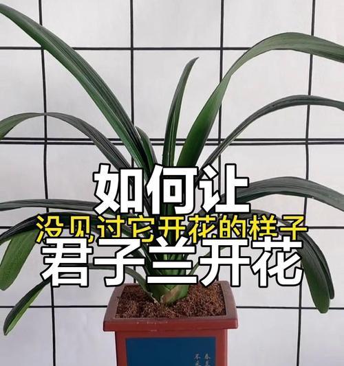 君子兰什么时间施肥最合适？