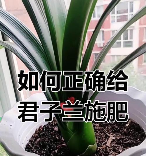 君子兰什么时间施肥最合适？