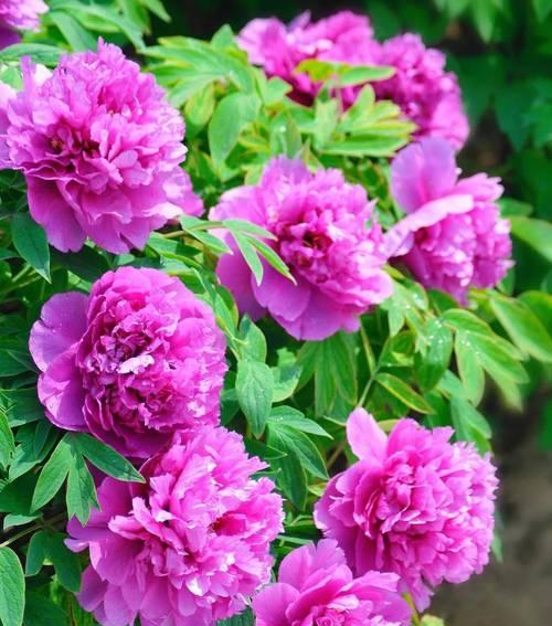 菏泽独有牡丹花品种有哪些？