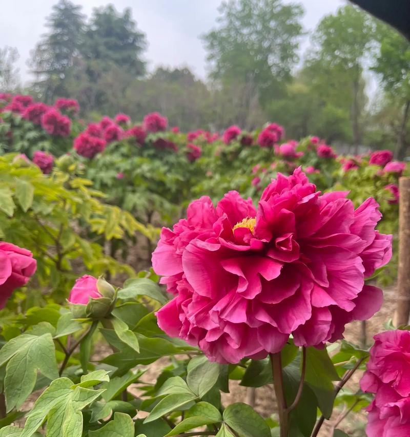 菏泽独有牡丹花品种有哪些？