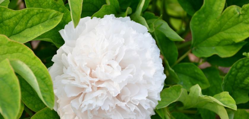 菏泽独有牡丹花品种有哪些？