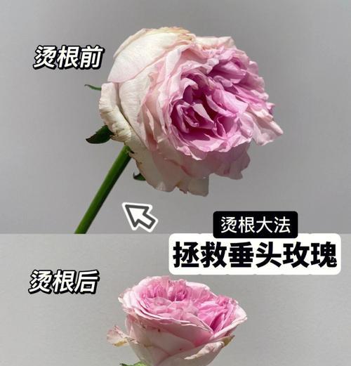 剪到的玫瑰花根怎么养活？有方法吗？