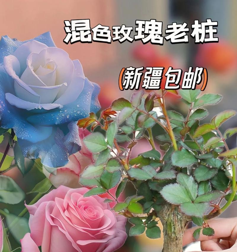 剪到的玫瑰花根怎么养活？有方法吗？