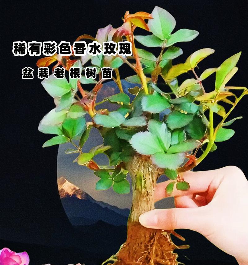 剪到的玫瑰花根怎么养活？有方法吗？