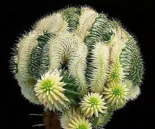绿植花卉仙人掌会开花吗？怎么养？