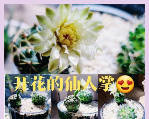 绿植花卉仙人掌会开花吗？怎么养？