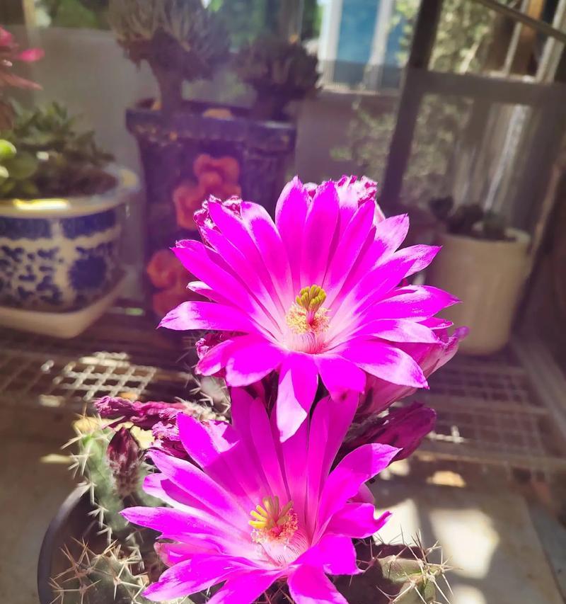 爱开花花期长的仙人球叫什么名字？