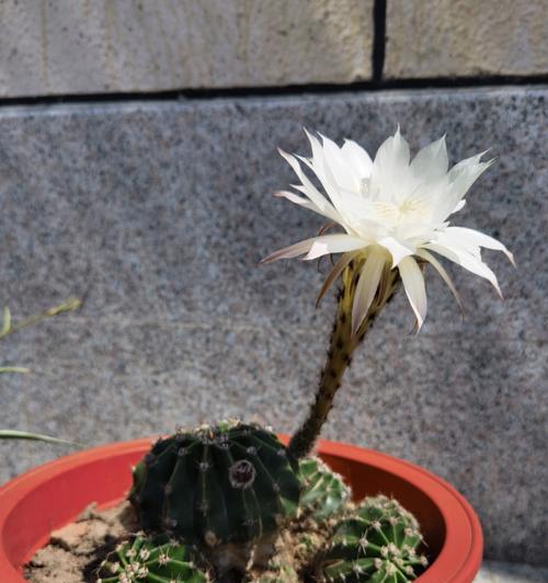 爱开花花期长的仙人球叫什么名字？