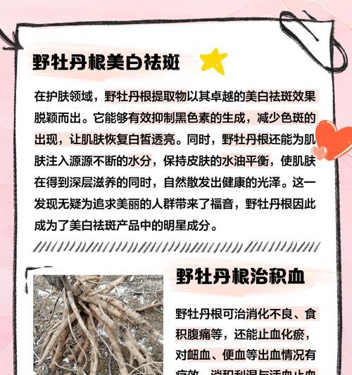 野生的母牡丹花怎么养护和管理？