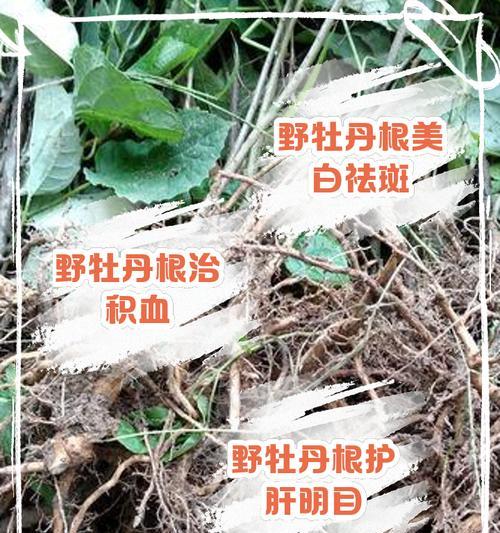 野生的母牡丹花怎么养护和管理？
