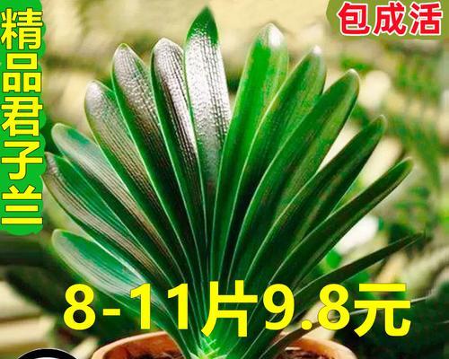 老君子兰适合什么盆栽种植？如何选择合适的盆栽？