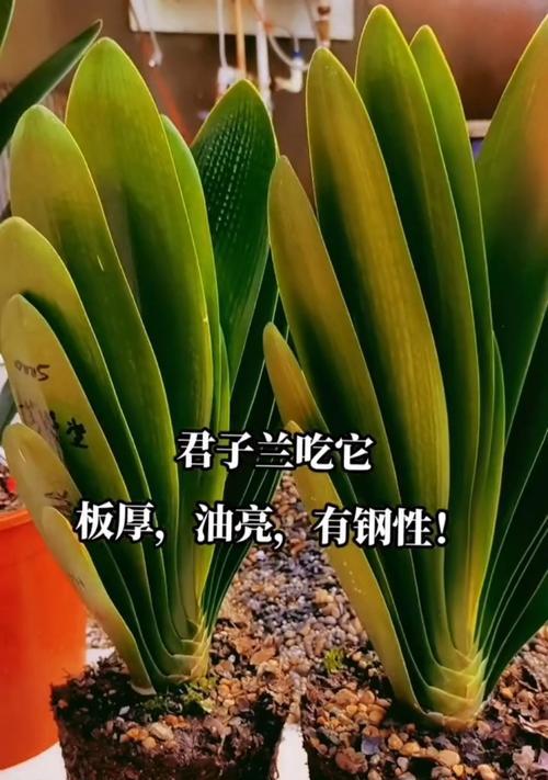 君子兰小片肥料是什么？它对君子兰的生长有何影响？