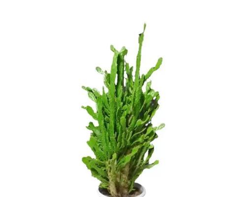 绿植家养仙人掌怎么养好？有哪些关键的养护步骤？