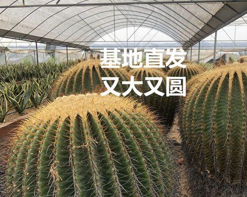 绿植家养仙人掌怎么养好？有哪些关键的养护步骤？