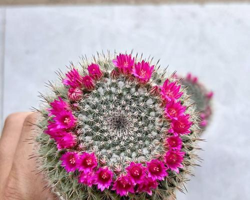 绿植家养仙人掌怎么养好？有哪些关键的养护步骤？