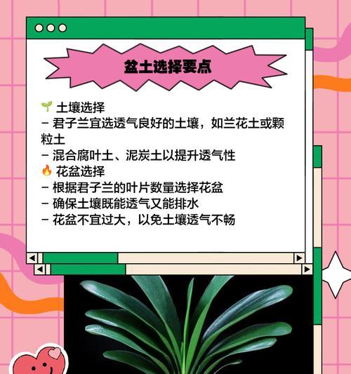 君子兰纹管有什么区别和用途？它们对君子兰的生长有何影响？