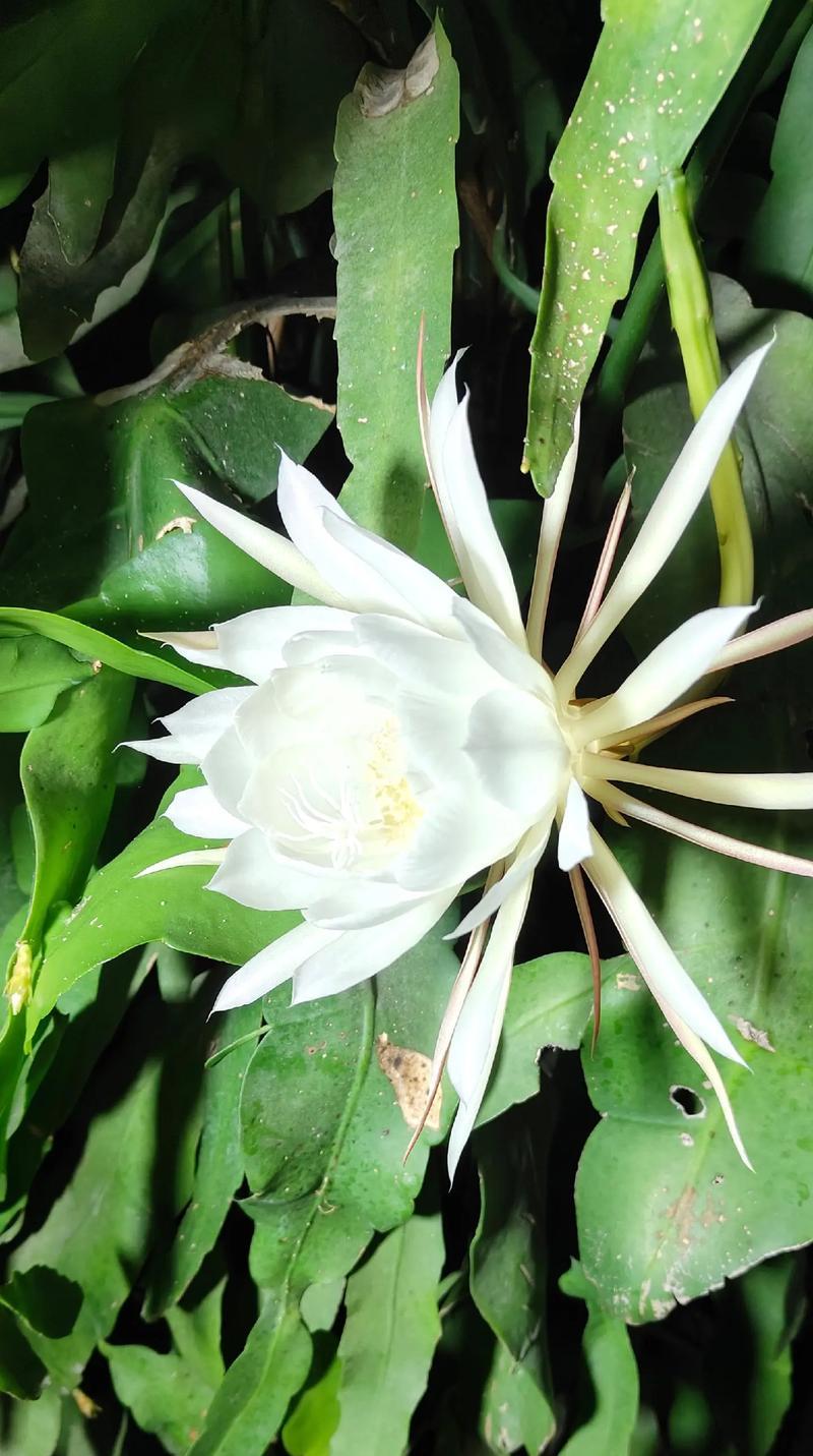 昙花姑娘的花语是什么？昙花代表了什么？