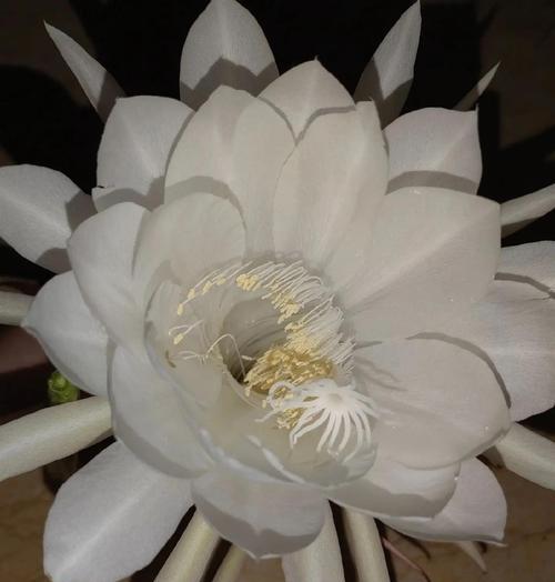 昙花姑娘的花语是什么？昙花代表了什么？