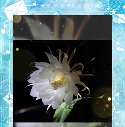 昙花姑娘的花语是什么？昙花代表了什么？