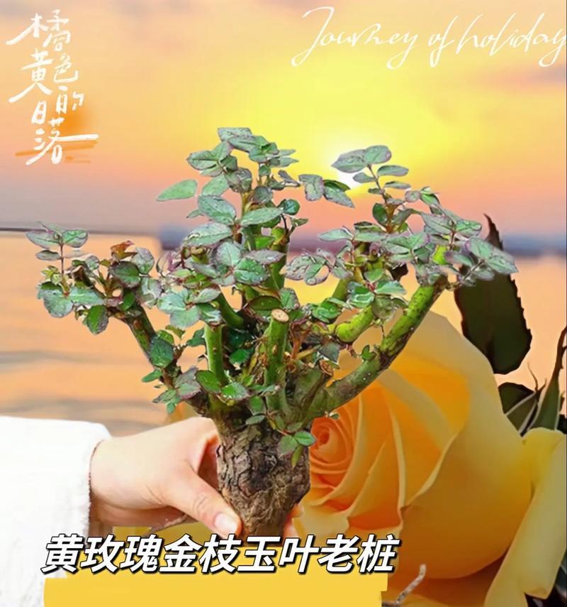 黄色玫瑰花的花语和寓意是什么？