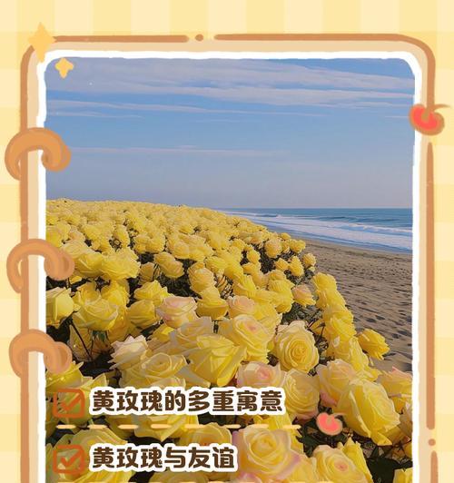黄色玫瑰花的花语和寓意是什么？