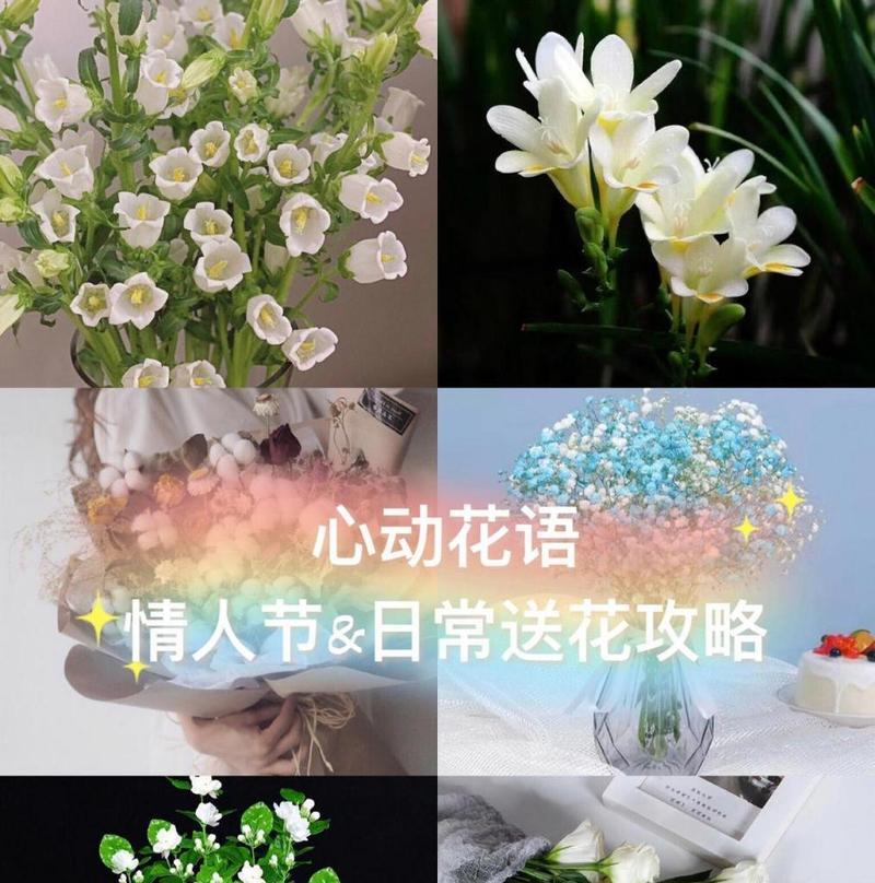 情人节常用花卉有哪些花语？