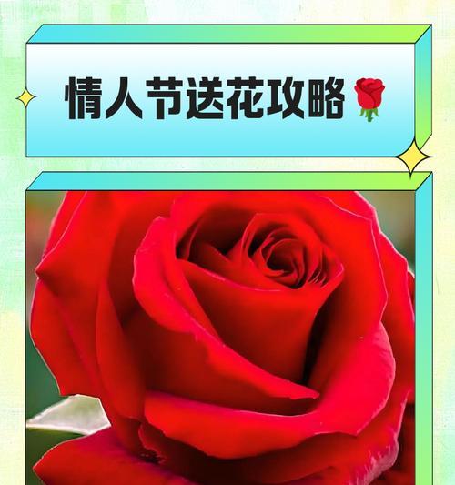 情人节常用花卉有哪些花语？