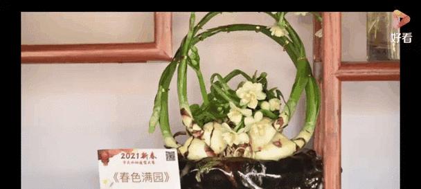 水仙姑娘的花语代表了什么？