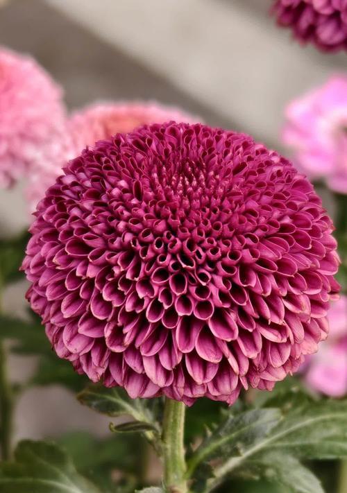 菊花的花语传达了哪些情感？