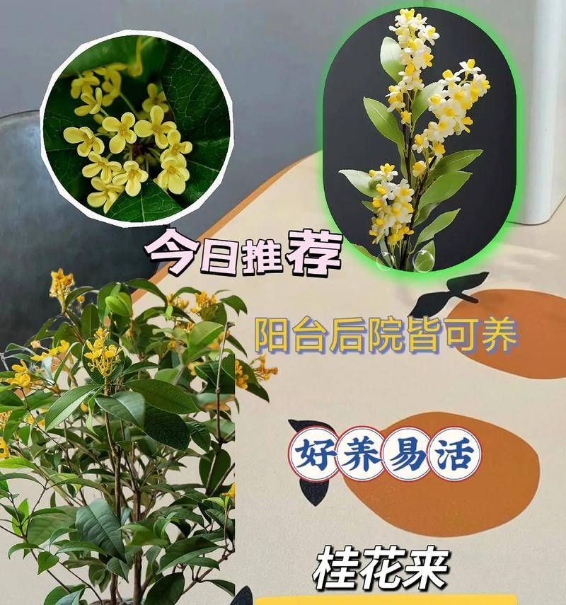 盆栽花卉有哪些花语和象征意义？