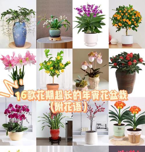 盆栽花卉有哪些花语和象征意义？