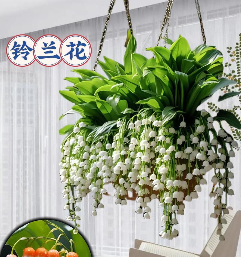 盆栽花卉有哪些花语和象征意义？