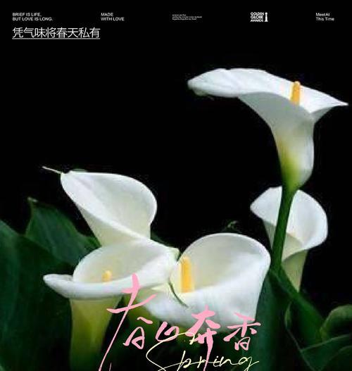 马蹄莲的花语及其养殖技巧是什么？