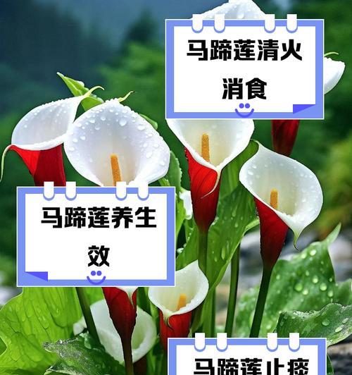 马蹄莲的花语及其养殖技巧是什么？