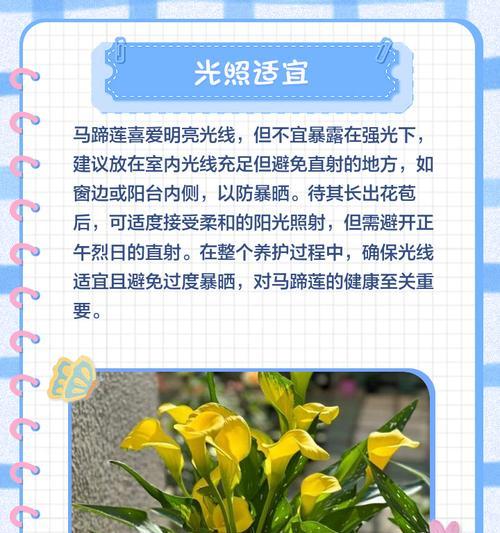 马蹄莲的花语及其养殖技巧是什么？