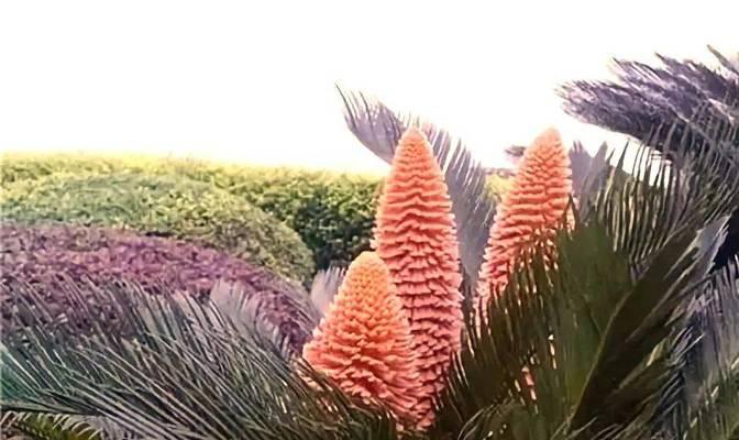 苏铁的花语有哪些含义？