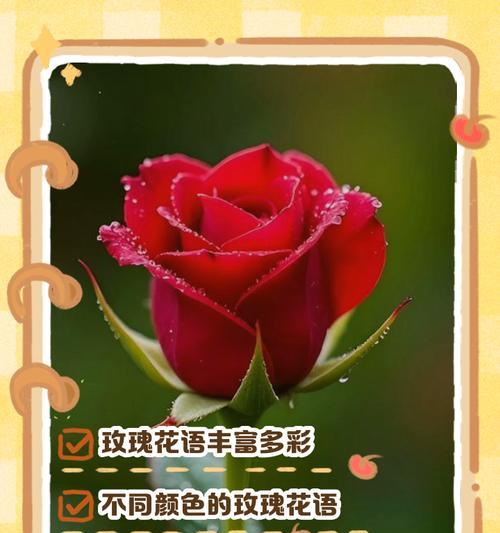 每朵花的花语背后有何意义？