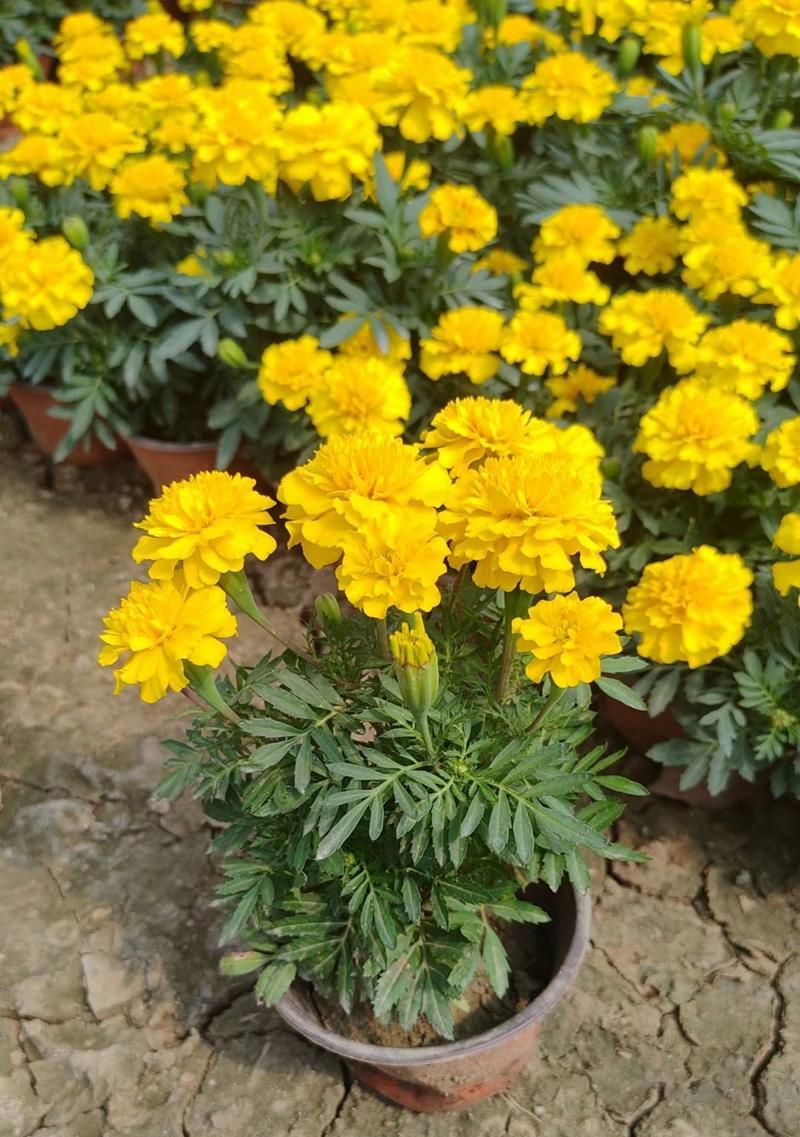 孔雀草的花语代表什么？
