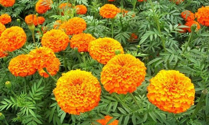 孔雀草的花语代表什么？